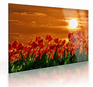 Skleněný obraz rozkvetlého lánu s tulipány (70x50 cm)
