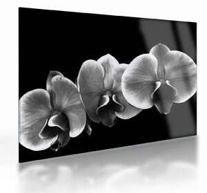 Skleněný obraz květu orchideje (70x50 cm)