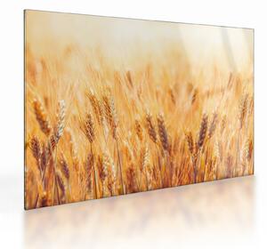 Skleněný obraz - pole s obilím (70x50 cm)