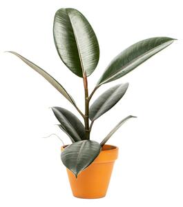 Ficus elastica Abidjan, průměr 8,5 cm Fíkovník