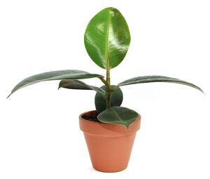Ficus elastica Robusta, průměr 8,5 cm Fíkovník pryžodárný, Fíkovník, Gumovník