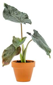 Alocasia Antoro Velvet, průměr 6 cm Alokásie, Alokázie