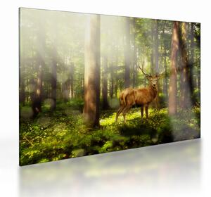 Skleněný obraz jelena v lese (70x50 cm)