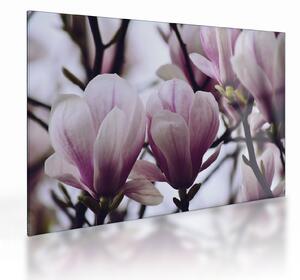 Skleněný obraz - Magnolie (70x50 cm)
