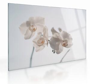 Skleněný obraz bílé orchideje (70x50 cm)