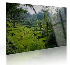 Skleněný obraz rýžových teras Tegalalang, Bali (70x50 cm)