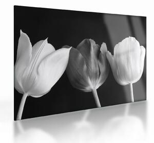 Skleněný obraz - Černobílé květy tulipánů (70x50 cm)