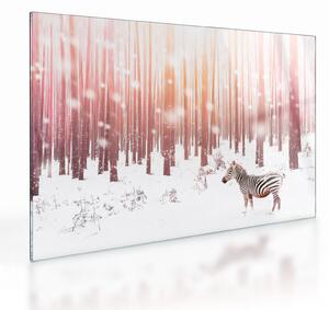 Skleněný obraz - Zebra v zasněženém lese (70x50 cm)