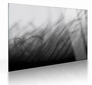 Skleněný obraz - Tráva ve větru (70x50 cm)