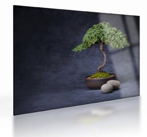 Skleněný obraz - Bonsai (70x50 cm)