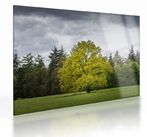 Skleněný obraz zeleného stromu uprostřed pole (70x50 cm)