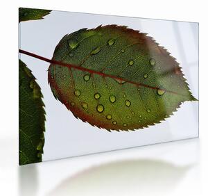 Skleněný obraz - List růže (70x50 cm)