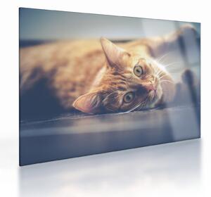 Skleněný obraz kočky na podlaze (70x50 cm)