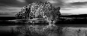 Postershop Fototapeta: Jaguar (černobílý) - 104x250 cm