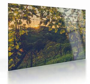 Skleněný obraz - Vinice (70x50 cm)