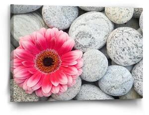 Sablio Obraz Gerbera na kamenech - 60x40 cm