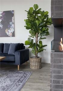 House Nordic Strom s houslovými listy Ficus lyrata 190cm (Umělá rostlina 190 cm)