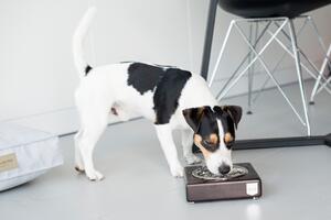 Bowl&Bone Republic Luxusní miska pro psa SOLO Jasmine VELIKOST: S -14,5 x 14,5 x 5 cm
