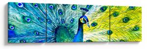 Obraz páva (170x50 cm)