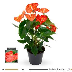 Toulitka, Anthurium Sierra Orange, červeno - oranžová, průměr květináče 13 - 15 cm