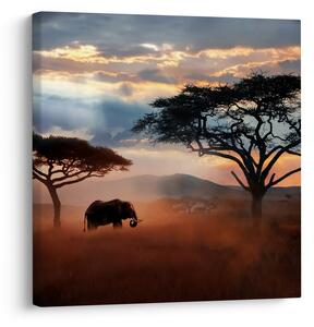 Obraz - Národní park Serengeti, Tanzánie, Afrika (30x30 cm)