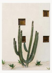 Plakát Cabo Cactus IX