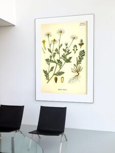 Retro plakát Retro plakát Páchnoucí botanický heřmánek