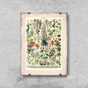 Retro plakát Retro plakát Květinový tisk Adolphe Millot