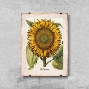 Plakát Plakát Botanický tisk slunečnice