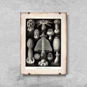 Retro plakát Retro plakát Mořské houby Ernst Haeckel
