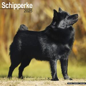 Kalendář 2025 Schipperke