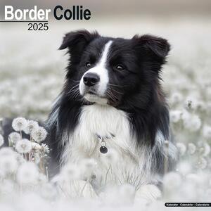 Kalendář 2025 Border Collie