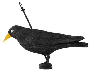 Plašič ptáků - Havran stojící s barevným zobákem