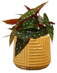 Ter Steege Obal Gio mustard D15 H13