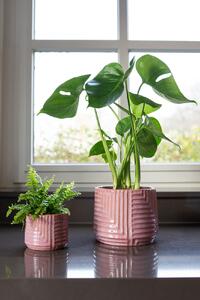 Ter Steege Obal Gio sorbet D15 H13