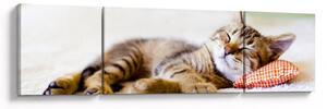 Obraz - Spící kotě (170x50 cm)