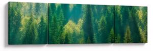 Obraz - Borovicový les (170x50 cm)