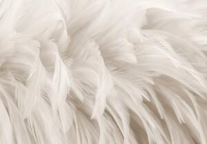 Fototapeta vliesová: Pastel Feathers - 312x219cm