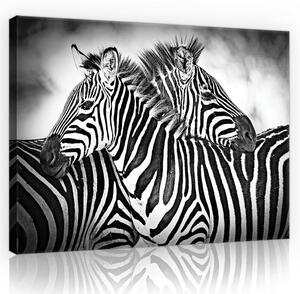 Obraz na plátně: Zebra (1) - 75x100 cm