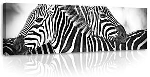 Obraz na plátně: Zebra (1) - 145x45 cm