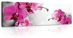 Obraz na plátně: Orchidej (4) - 145x45 cm