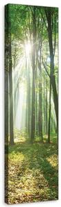 Obraz na plátně: Slunce v lese (3) - 145x45 cm