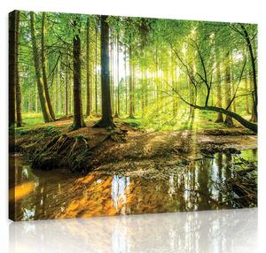Obraz na plátně: Lužní les - 80x60 cm