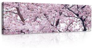 Obraz na plátně: Kvetoucí třešeň (1) - 145x45 cm