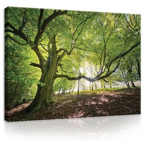 Obraz na plátně: Slunce v lese (5) - 75x100 cm