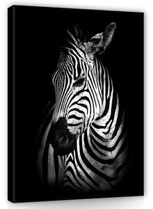 Obraz na plátně: Zebra (2) - 100x75 cm
