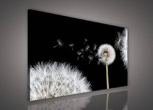 Obraz na plátně: Pampeliška (5) - 80x60 cm