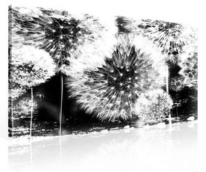 Obraz na plátně: Pampelišky (černobílé) - 75x100 cm