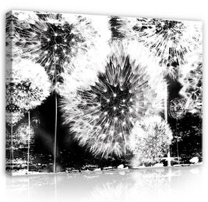 Obraz na plátně: Pampelišky (černobílé) - 80x60 cm