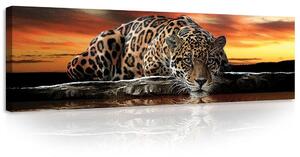 Obraz na plátně: Jaguár - 145x45 cm